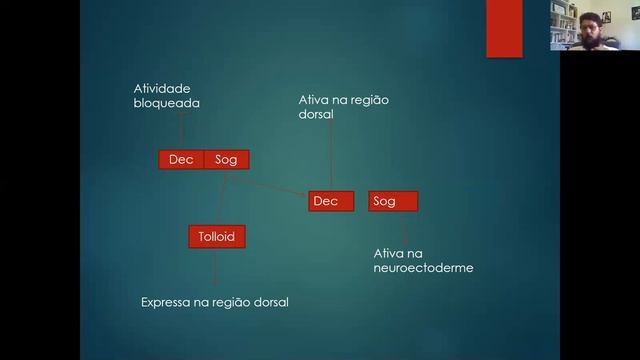 Plano corporal de drosophila - parte 2 смотреть онлайн