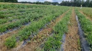 ЛУЧШИЙ ГЕРБЕЦИДНИК ДЛЯ МЕЖДУРЯДИЙ / Гербицидник Volpi 3000