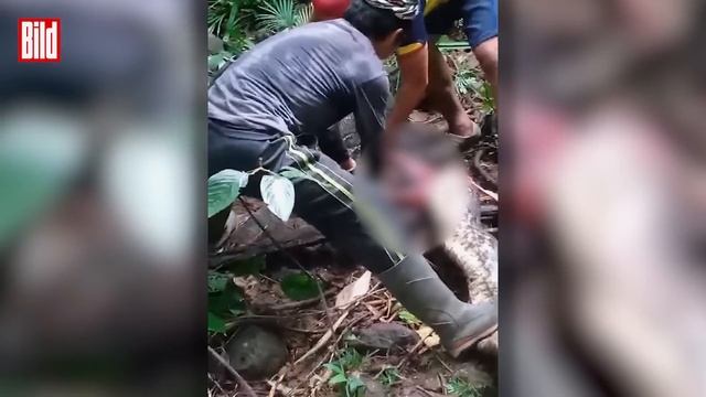 INDONESIEN: Python verschlingt ganze Frau смотреть онлайн