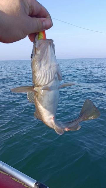 треска балтийская смотреть онлайн