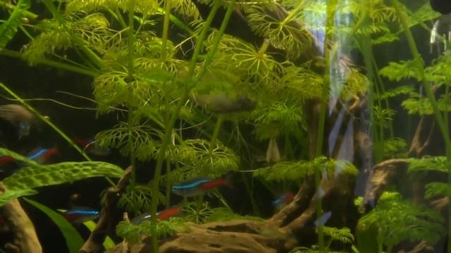 neonki i ramizerki смотреть онлайн