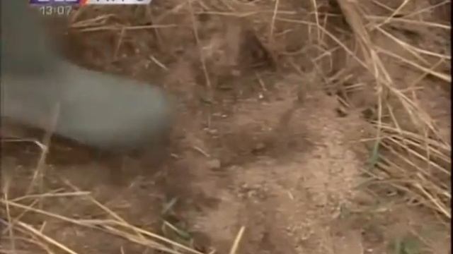 Borba protiv glodara na poljima смотреть онлайн