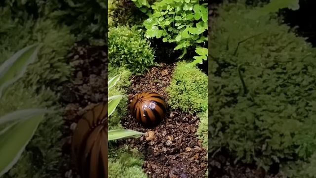 Terrarium and Little Monster. low cost Terrarium for plants lover. #anthurium #plant #terrarium смотреть онлайн