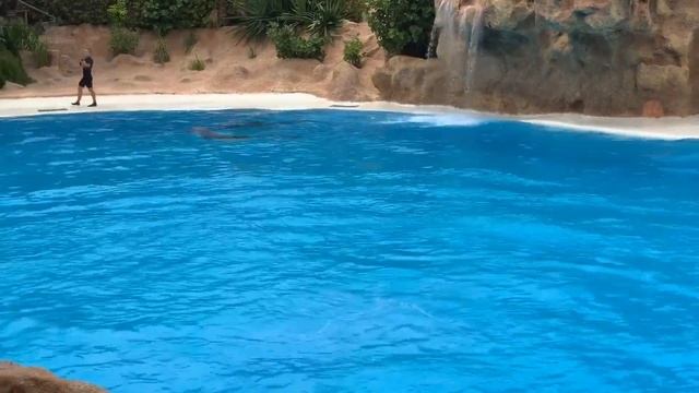 Шоу Дельфинов в Лоро Парке, Тенерифе!!! 🐬 смотреть онлайн