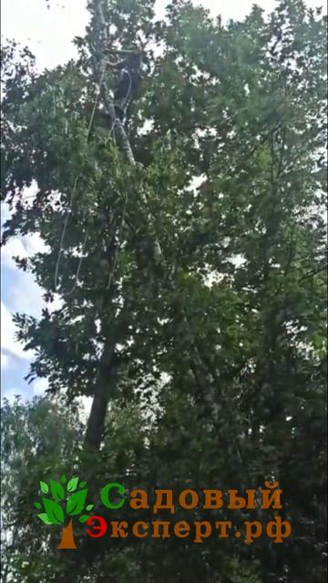 Пилим высокую берёзу смотреть онлайн