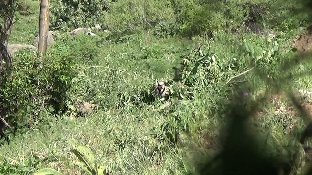 KEW tivi (64 Videos) Partridge Keklik Kew الحجل 鹧鸪 Rebhuhn куропатка Perdiz Chukar смотреть онлайн