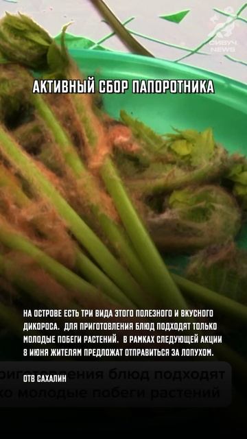 Что произошло на Сахалине 29 мая за 1 минуту. Сивуч News #сивуч #новостисегодня #сахалин #новости ￼ смотреть онлайн