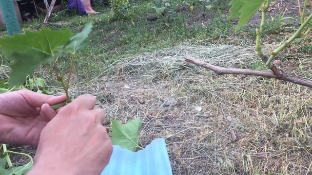 Прививка зелёная в чёрное смотреть онлайн