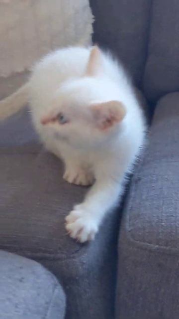 Ragdoll Cream Point смотреть онлайн