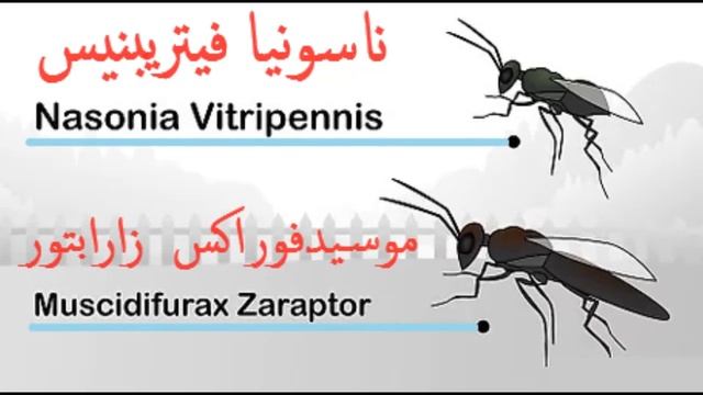 طريقة التخلص من الذباب حول المنزل смотреть онлайн