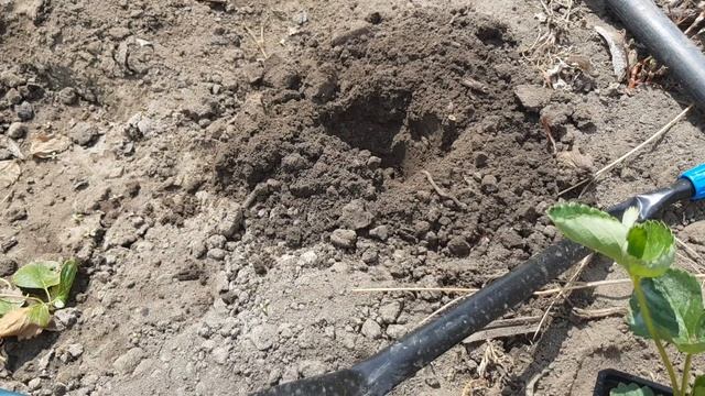 Как правильно высадить рассаду ЗКС. Эксперимент с правильной и неправильной посадкой. смотреть онлайн