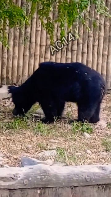 Bear walking #Short#walkingbear#video смотреть онлайн