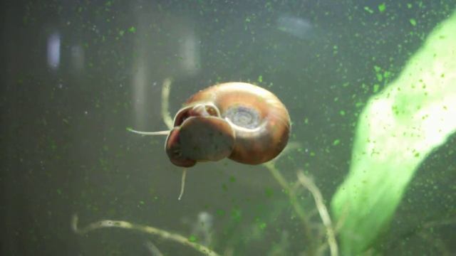 Snail Eating - Planorbis corneus смотреть онлайн