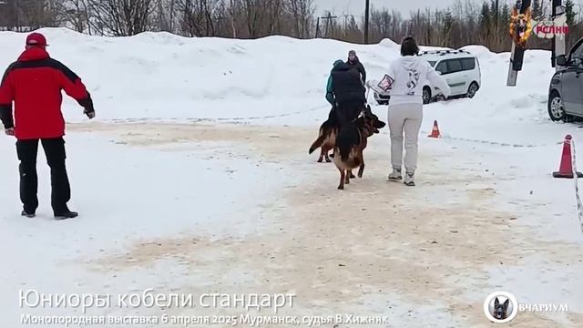 ЮНИОРЫ КОБЕЛИ / КЧК МУРМАНСК 6 апреля`25 В.Хижняк Моно немецких овчарок