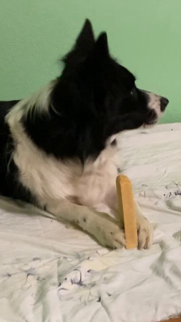 CUTE FUNNY DOG Video: Big Cheese Heist #shorts #dogtraining #funnyvideo смотреть онлайн