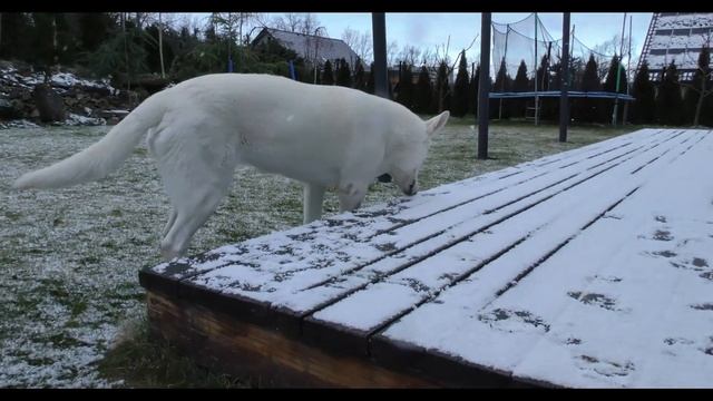 NEW ACTION MOVIES 2022 WOLF BLACK WHITE SHOP смотреть онлайн