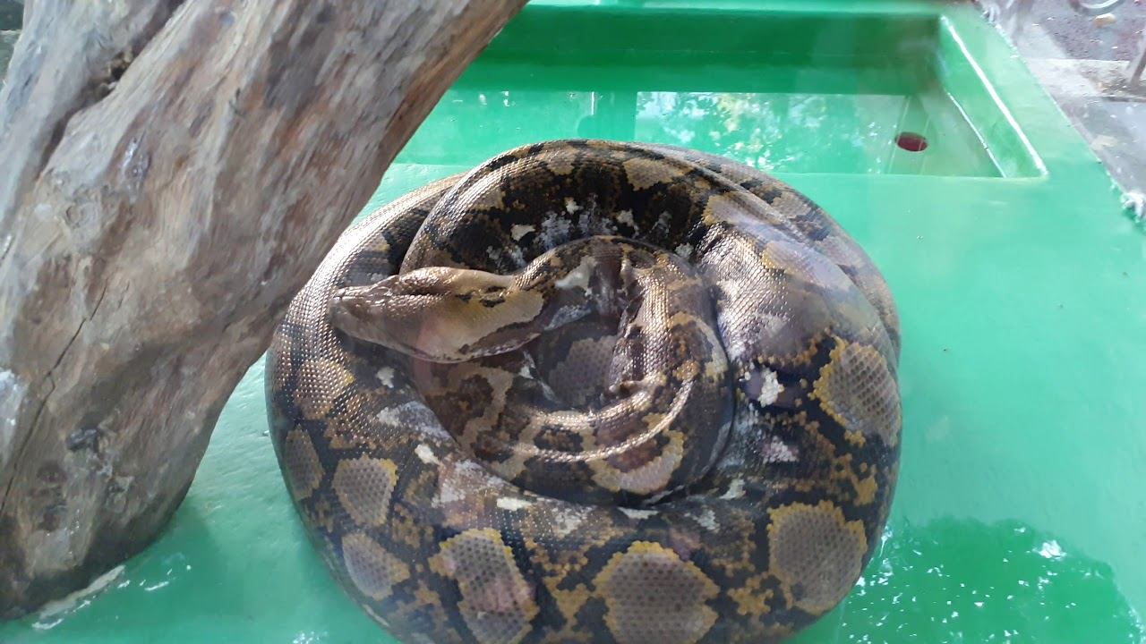 Сочи Лазаревское змея на улице