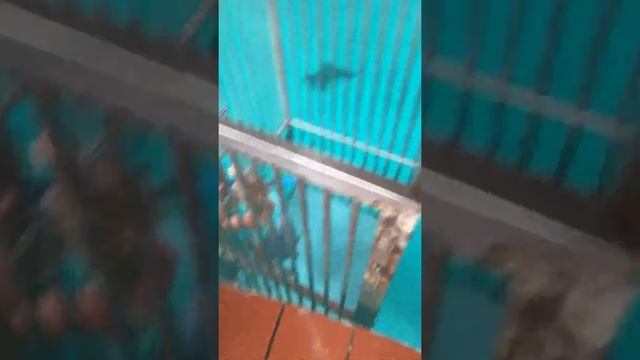 Моя сестра плавает с акулами смотреть онлайн