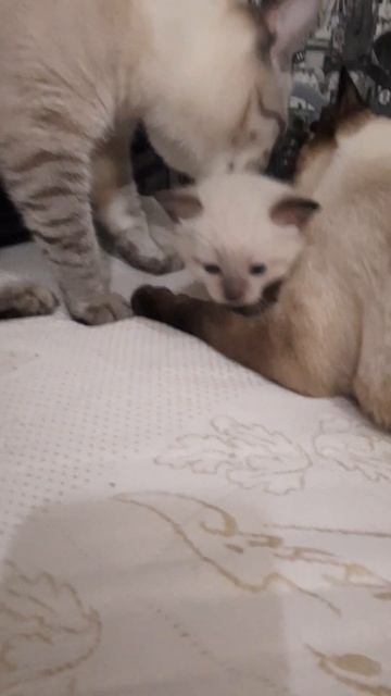 9 декабря 2022 г. смотреть онлайн