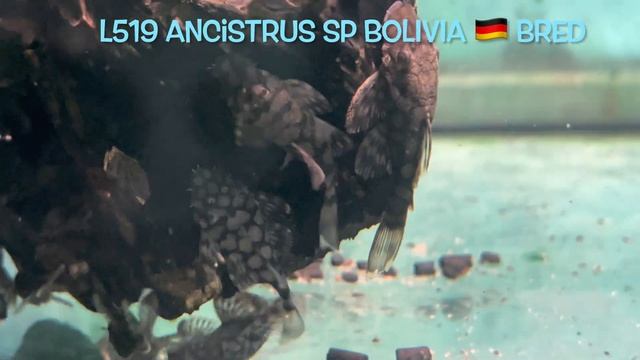 L519 Ancistrus Sp BOLIVIA 🇩🇪 Bred