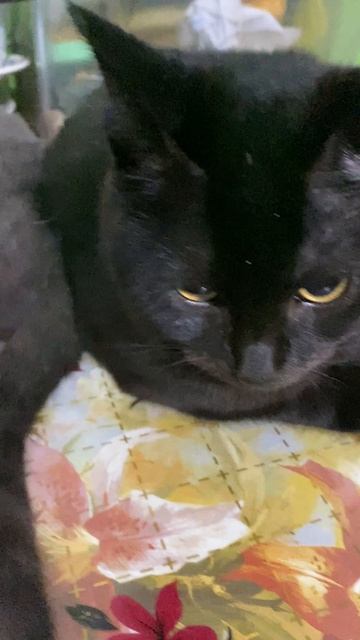 Черный и серый котята