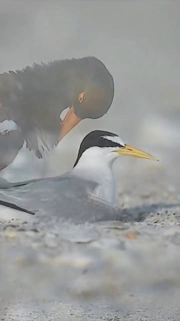 Birds for cats to watch, meditationpeacemusic2023, #trendingmemoriesreelshistory смотреть онлайн