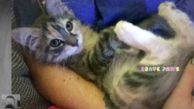 Крошечный котенок больше не мог быть один и пришел за помощью к человеку! смотреть онлайн