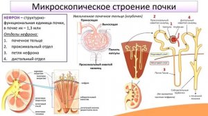 10.2. Строение мочевыделительной системы
