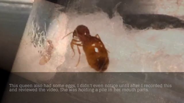 New Solenopsis Queens! (Thief Ants!) смотреть онлайн