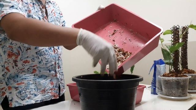 วิธีเตรียมวัสดุปลูก เงินไหลมาด่างขาว syngonium albo ไม้ด่างสร้างรายได้ смотреть онлайн