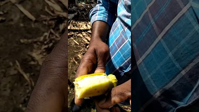 Fruit fly damage in banana field. смотреть онлайн