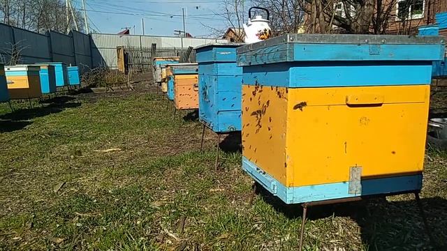 Работа пчёл на американском клене смотреть онлайн