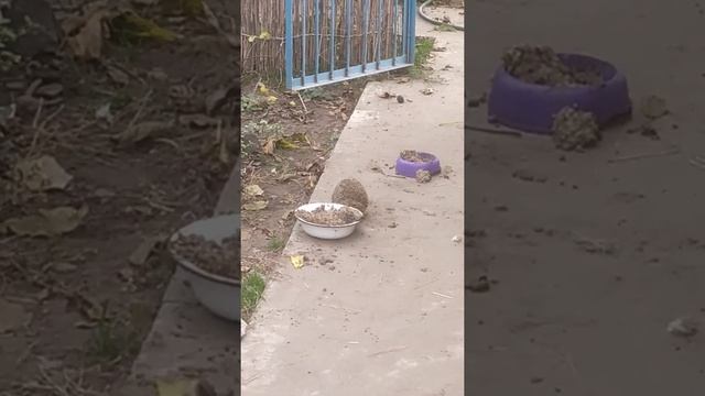 ёжик , ты куда.... смотреть онлайн