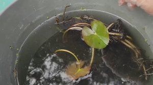 Как правильно посадить нимфеи? Мой личный опыт #нимфеи #водныерастения #растения #посадканимфеи