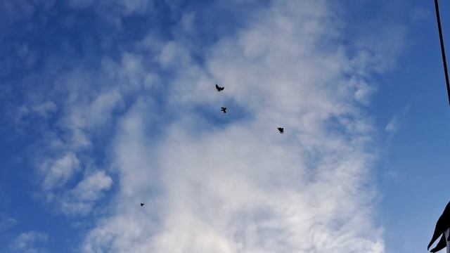 Голуби. Немножко снега. Привыкают. Январь 2024. смотреть онлайн