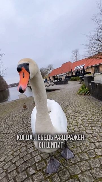 Национальная птица Дании 🇩🇰