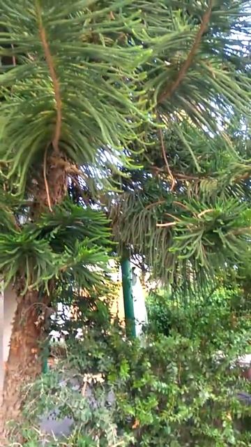 Южная "сосна" смотреть онлайн