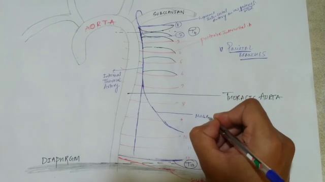 THORACIC AORTA BRANCHES смотреть онлайн