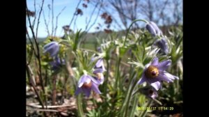 Первоцветы