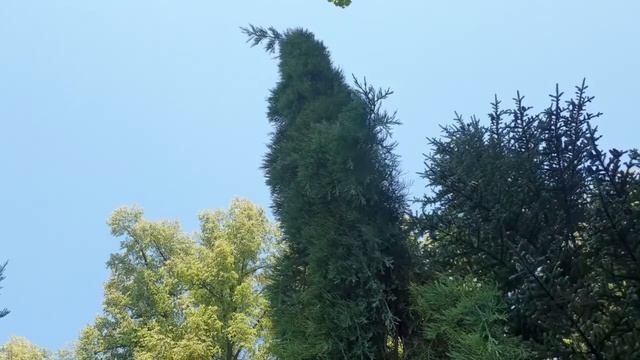 Sequoiadendron giganteum 'Pendulum' sekvojovec obrovský смотреть онлайн