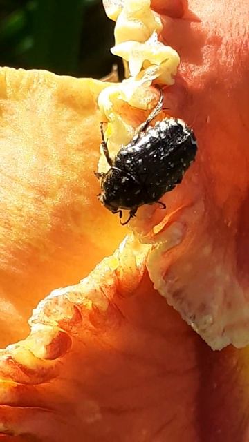 Бронзовка вонючая смотреть онлайн