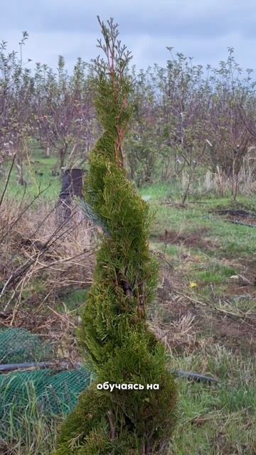 Учимся формировать и обрезать хвойные деревья🌲 смотреть онлайн