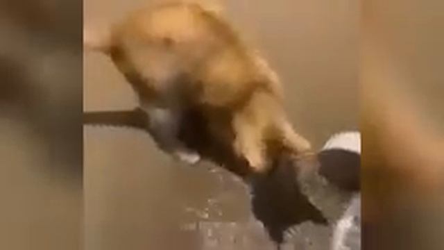 смешные животные 2 смотреть онлайн