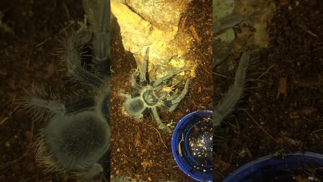 Tarantula Phormictopus sp. Red feeding video смотреть онлайн