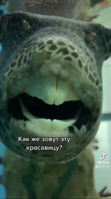 Рыба с зубами #рыба #рыбалка #зубы #fyp #foryou смотреть онлайн