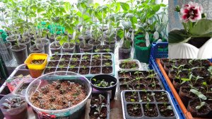 Вся рассада на середину апреля 2025г. Что радует? А что не очень? (Западная Сибирь)