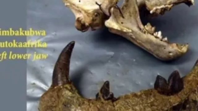 Size of Simbakubwa and skull comparison смотреть онлайн