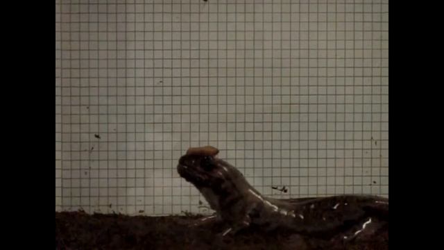 The funniest salamander video you'll ever see смотреть онлайн