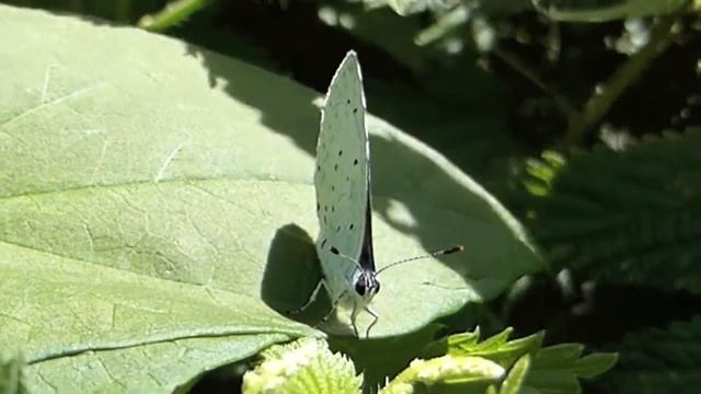 Holly Blue on a Breezy Day смотреть онлайн