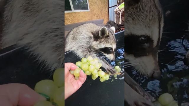 енотики моют виноград #енотилюша #помощьбездомнымживотным #animals #рекомендации смотреть онлайн